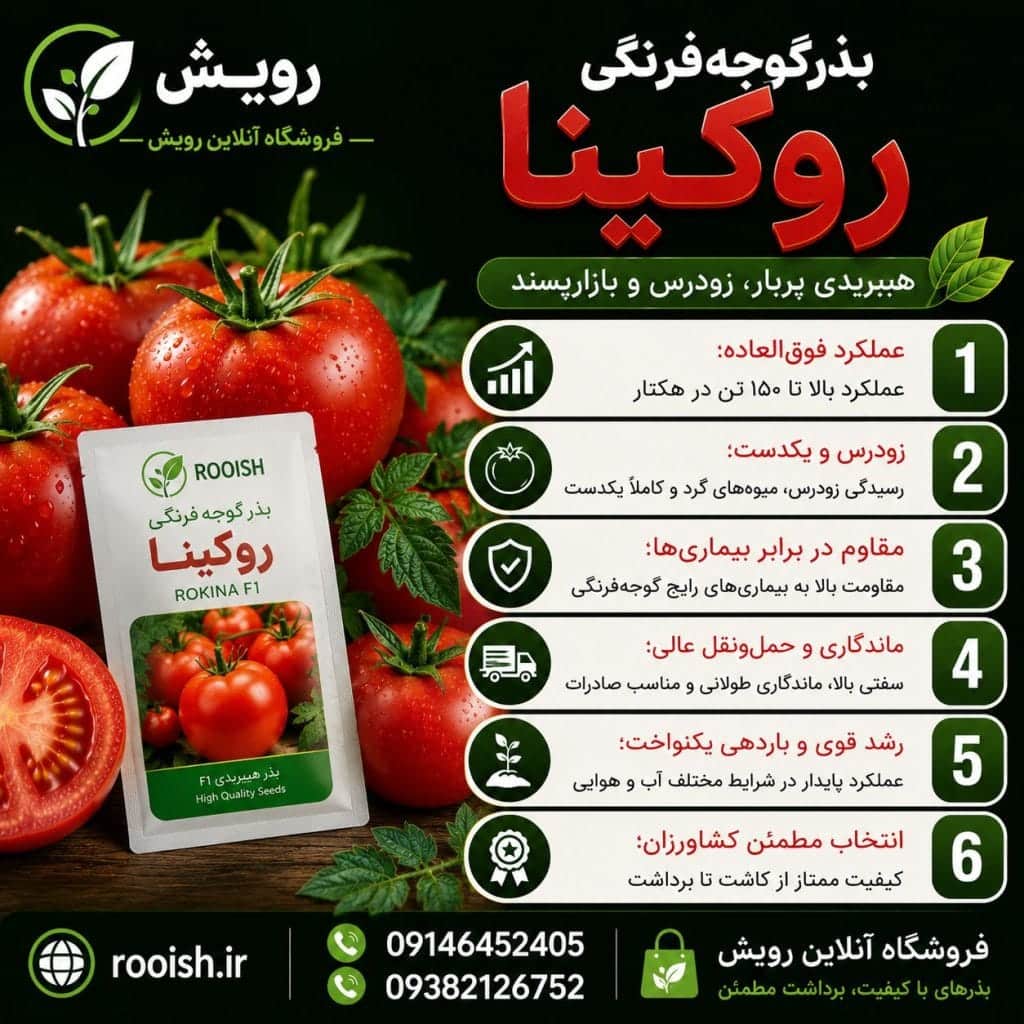 بذر گوجه فرنگی روکینا