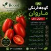 بذر گوجه فرنگی ماروان | رویش | فروشگاه تخصصی بذر بذر گوجه فرنگی ماروان