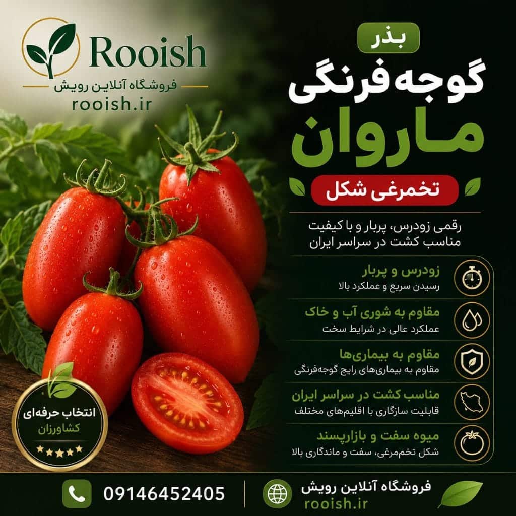 بذر گوجه فرنگی ماروان