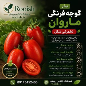 بذر گوجه فرنگی ماروان | رویش | فروشگاه تخصصی بذر بذر گوجه فرنگی ماروان