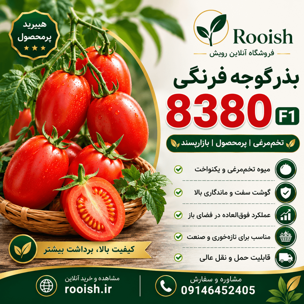 بذر گوجه فرنگی 8380