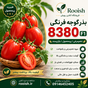 بذر گوجه فرنگی 8380