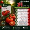 بذر گوجه فرنگی الا