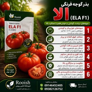بذر گوجه فرنگی الا