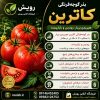 کشت بذر گوجه کاترین،برنامه آبیاری، تغذیه و مراقبت | رویش | فروشگاه تخصصی بذر کشت بذر گوجه کاترین،برنامه آبیاری، تغذیه و مراقبت