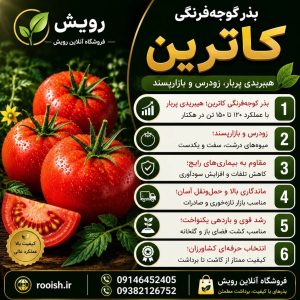 کشت بذر گوجه کاترین،برنامه آبیاری، تغذیه و مراقبت