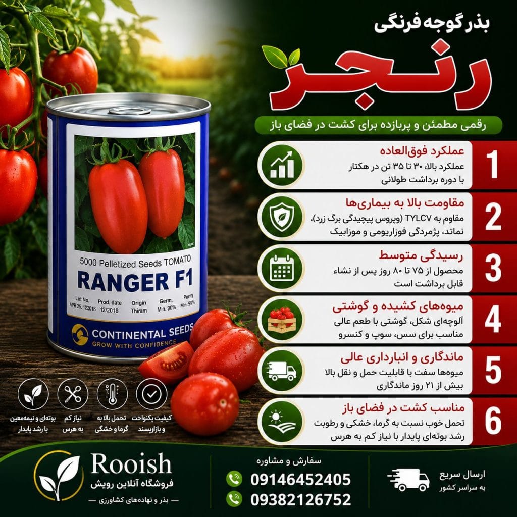 بذر گوجه فرنگی رنجر