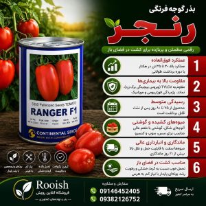 بذر گوجه فرنگی رنجر