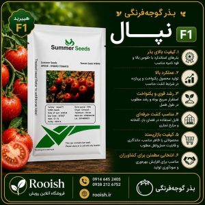 بذر گوجه نپال