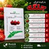بذر گوجه جلگه