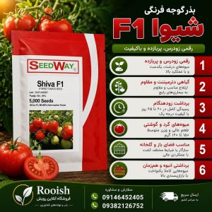 بذر گوجه شیوا
