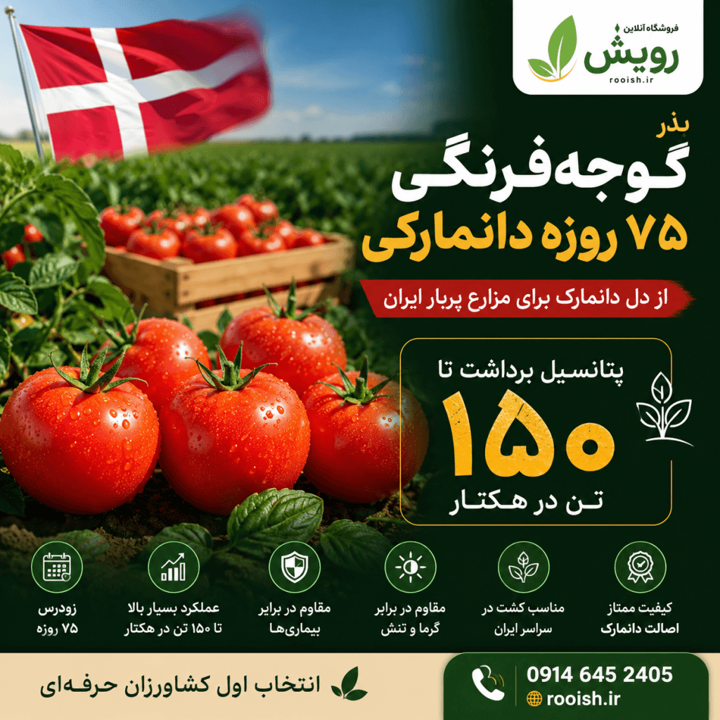 بذر گوجه‌فرنگی ۷۵ روزه دانمارکی برداشت تا ۱۵۰ تن در هکتار