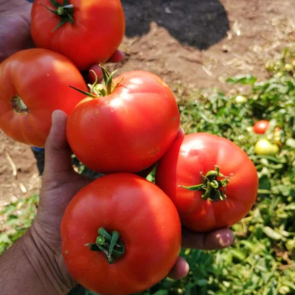 بذر گوجه‌فرنگی 074؛ رکورددار جدید تناژ ۱۶۰ تن با وزن ۱۸۰ گرم -