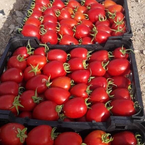 راهنمای کشت بذر گوجه فرنگی 8380 برای کشاورزان