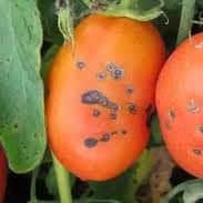 راهنمای جامع آفات گوجه‌فرنگی