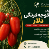 بذر گوجه‌فرنگی دلار