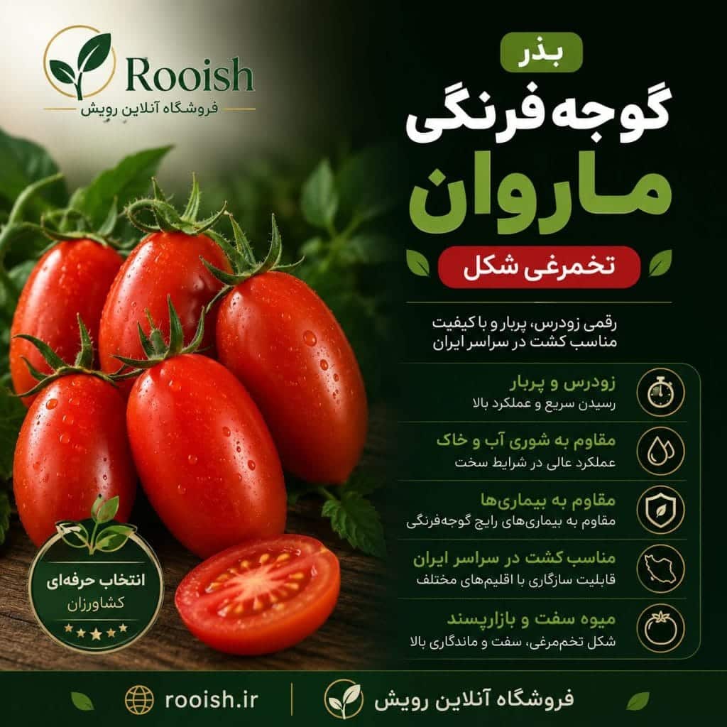 بذر گوجه فرنگی ماروان F1 |خرید،مشخصات،قیمت،مزایا و راهنمای کامل کشت
