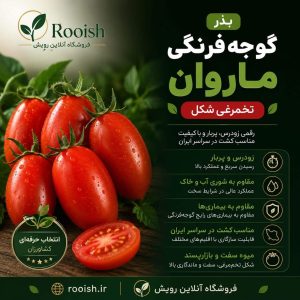 بذر گوجه فرنگی ماروان F1 |خرید،مشخصات،قیمت،مزایا و راهنمای کامل کشت