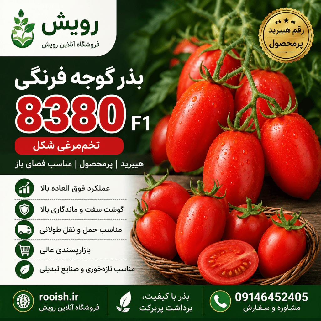 بذر گوجه فرنگی 8380 F1 خرید،قیمت،مشخصات و راهنمای کامل کاشت